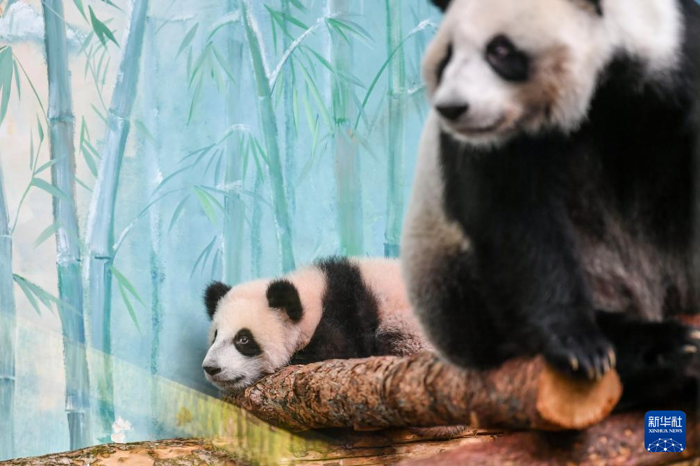 俄罗斯莫斯科：大熊猫“喀秋莎”首次公开亮相
