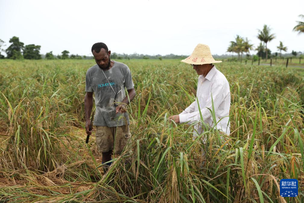 共话中国经济新机遇｜通讯：中国水稻专家助力斐济大米自给计划