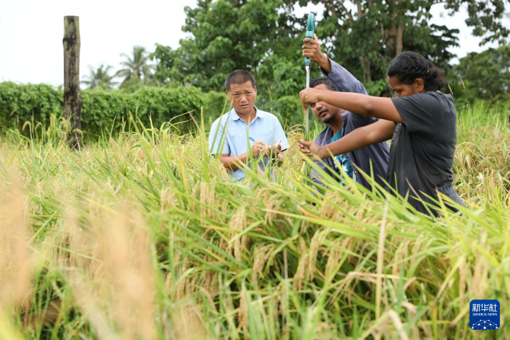 共话中国经济新机遇｜通讯：中国水稻专家助力斐济大米自给计划