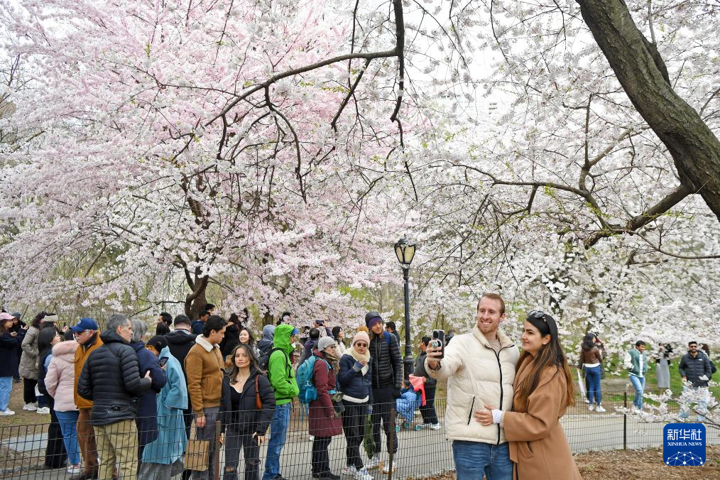纽约中央公园樱花盛开