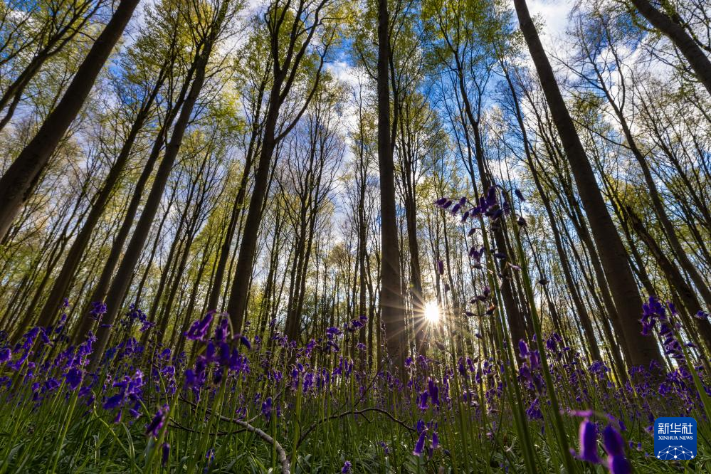 比利时：“蓝铃花”森林