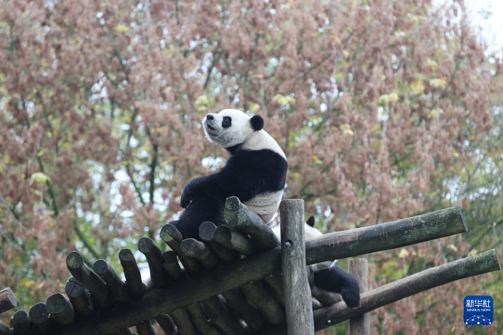 比利时：民众依依惜别大熊猫