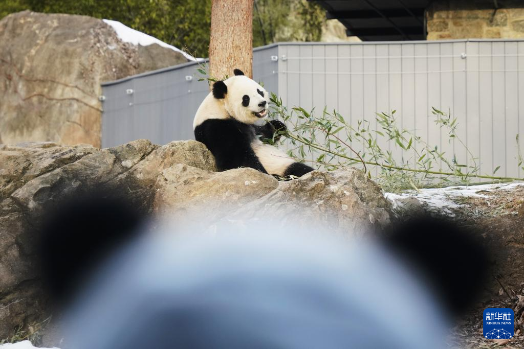 旅美大熊猫“宝力”“青宝”首次与美国公众见面