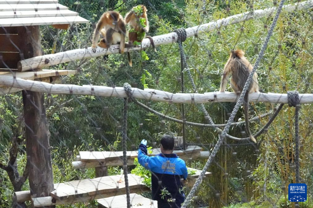中国金丝猴亮相法国博瓦勒野生动物园
