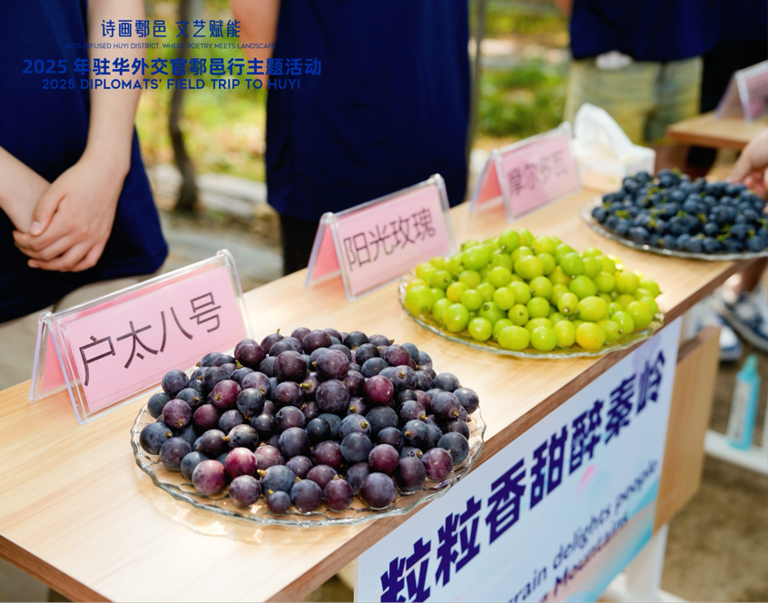 智慧“种”进葡萄园 驻华外交官品读乡村振兴“中国甜”