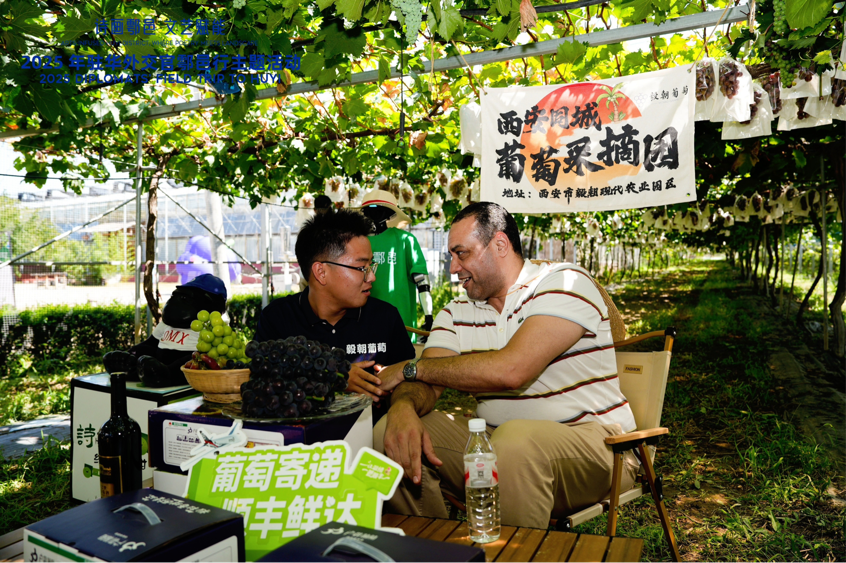 智慧“种”进葡萄园 驻华外交官品读乡村振兴“中国甜”