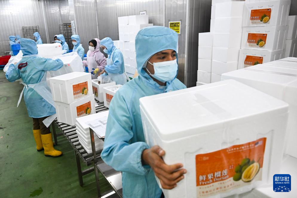 镜头连中外丨从马来西亚到中国：榴莲36小时“抢鲜”送