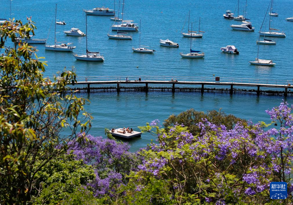 悉尼：蓝花楹盛开