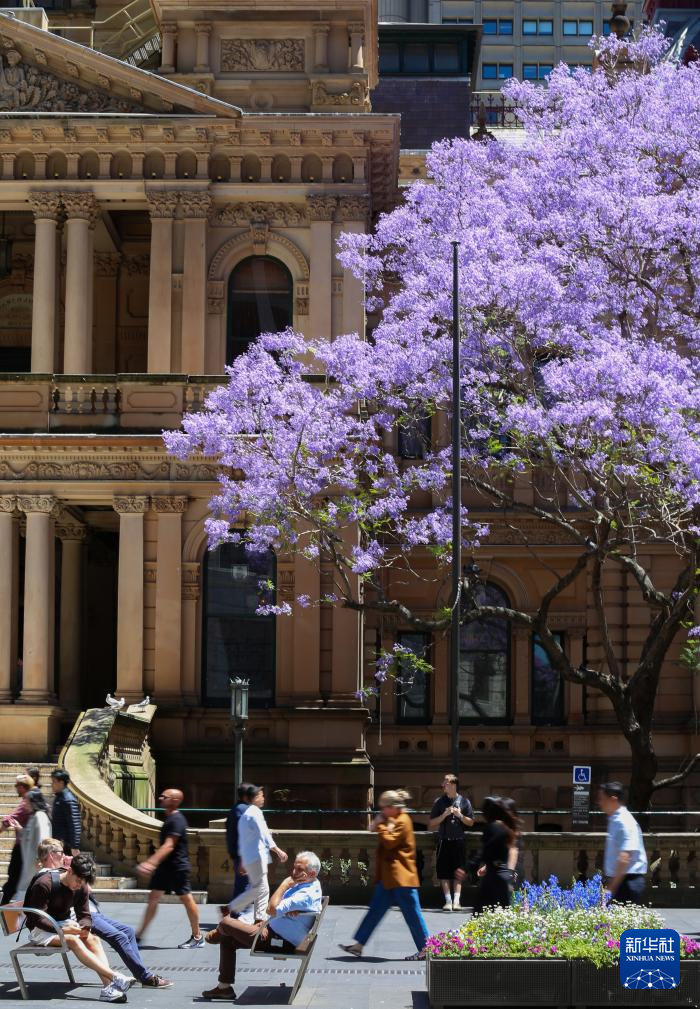 悉尼：蓝花楹盛开