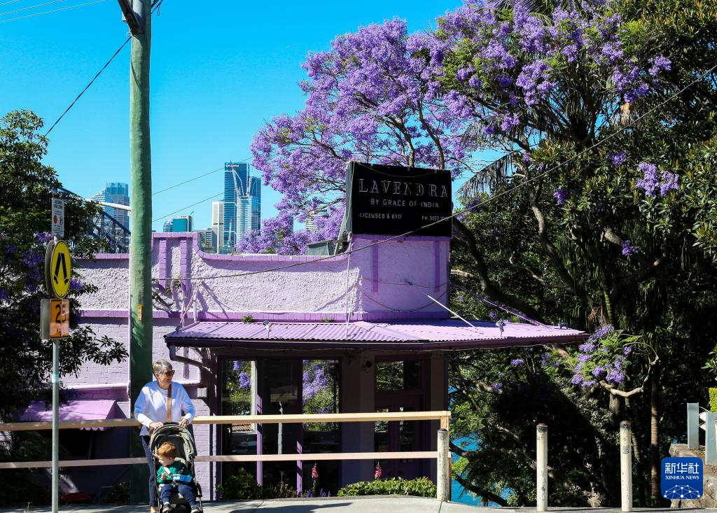 悉尼：蓝花楹盛开
