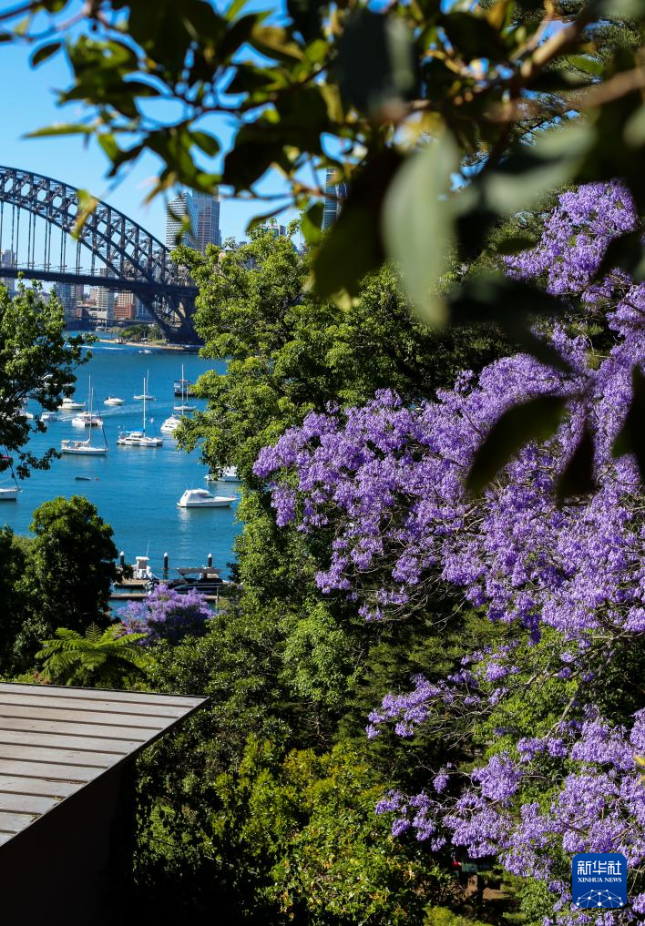 悉尼：蓝花楹盛开