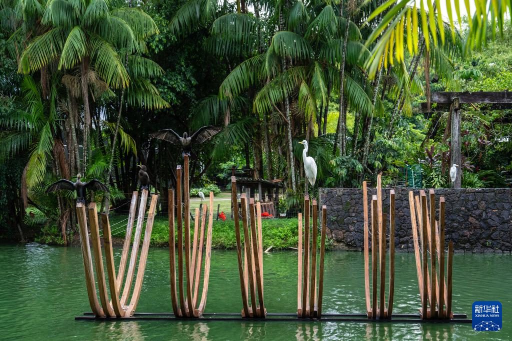 巴西贝伦：“亚马孙之门”的生态魅力