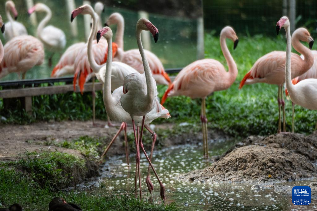 巴西贝伦：“亚马孙之门”的生态魅力
