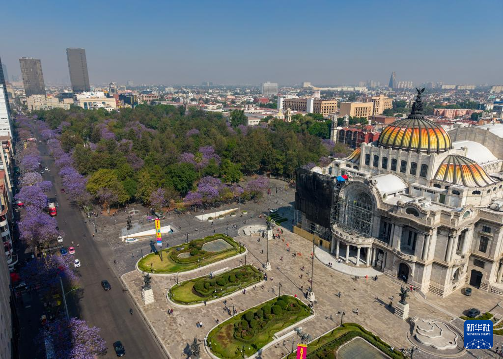 春日墨西哥城:蓝花楹盛开