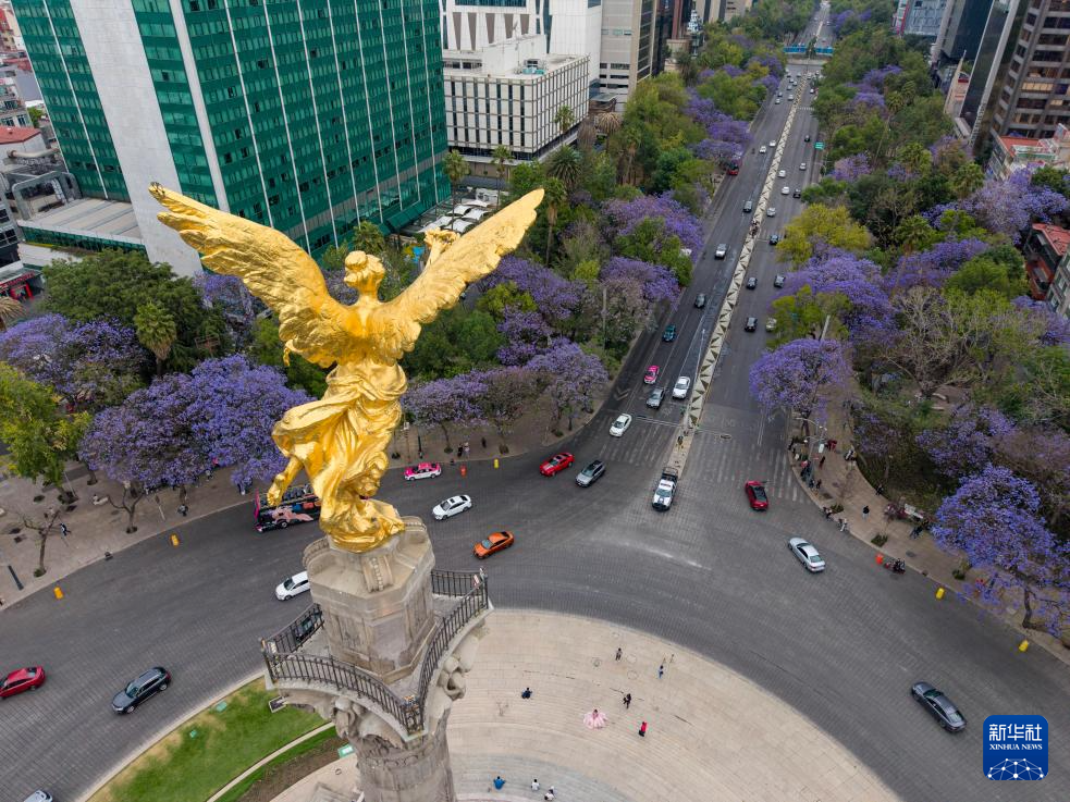 春日墨西哥城:蓝花楹盛开