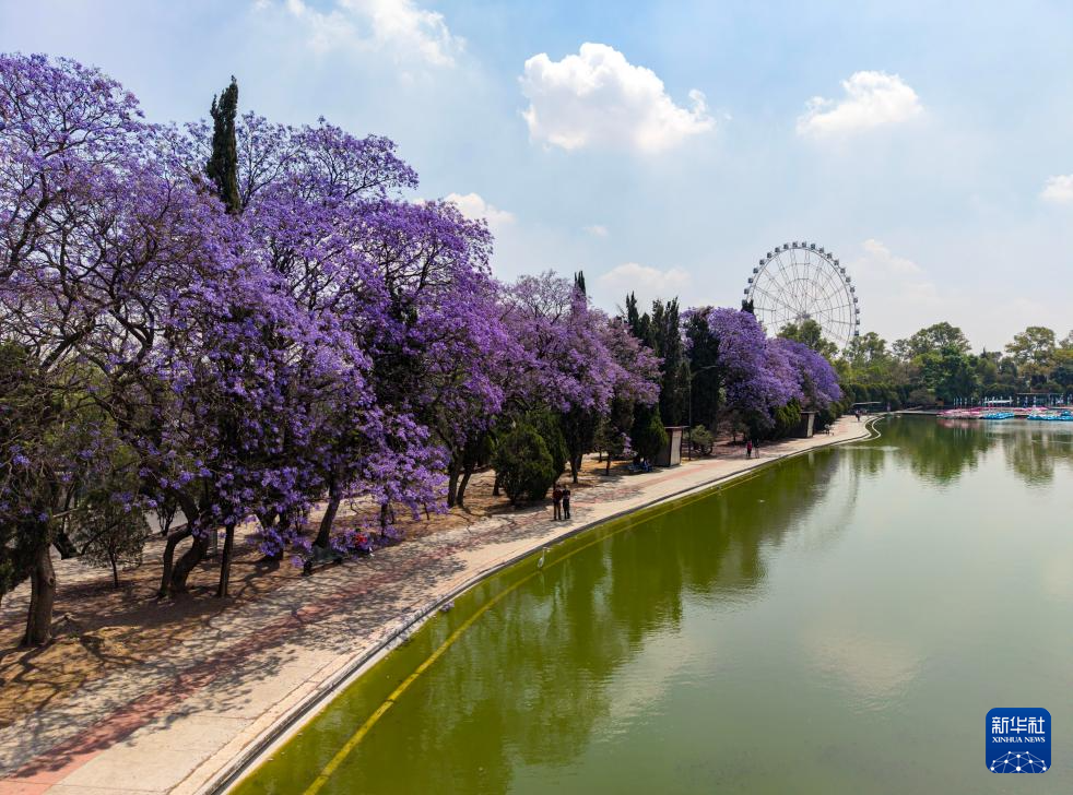春日墨西哥城:蓝花楹盛开