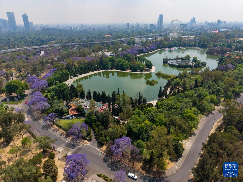 春日墨西哥城:蓝花楹盛开