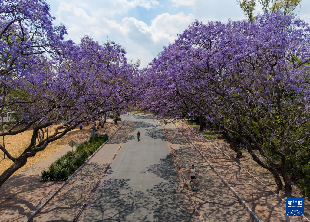 春日墨西哥城:蓝花楹盛开