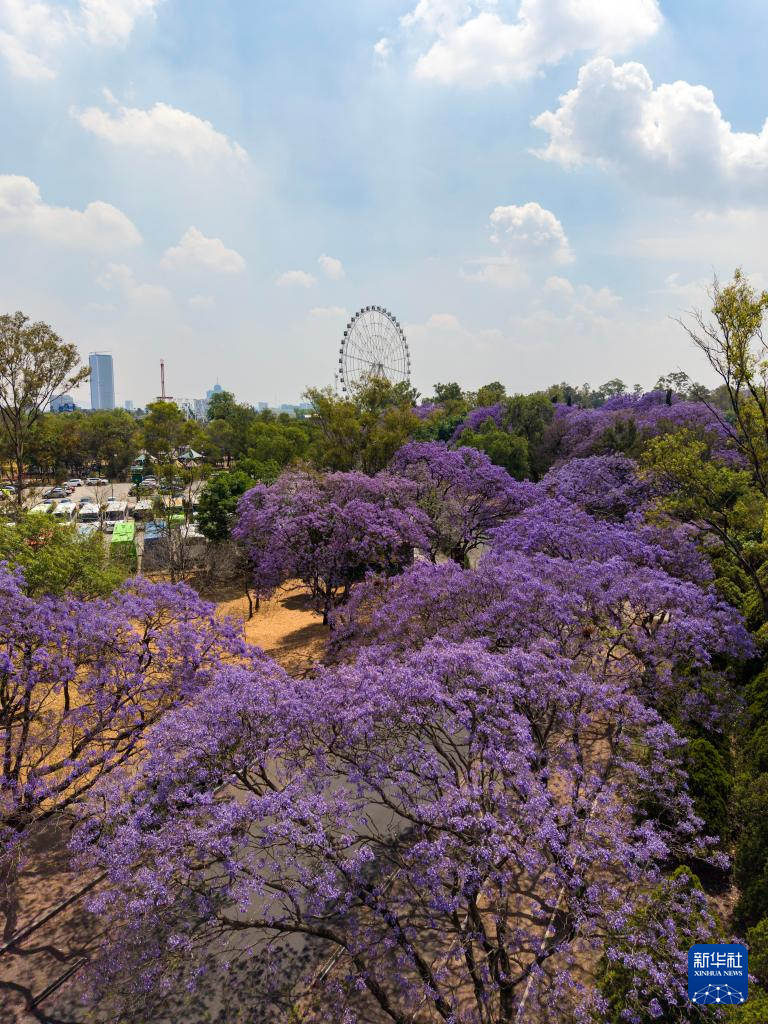 春日墨西哥城:蓝花楹盛开