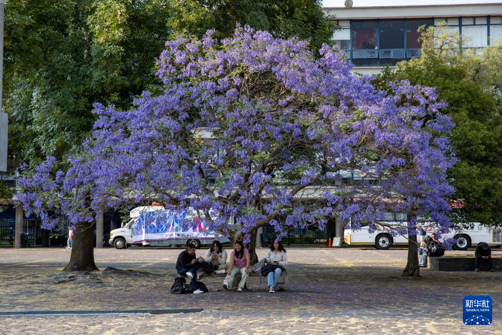 春日墨西哥城:蓝花楹盛开