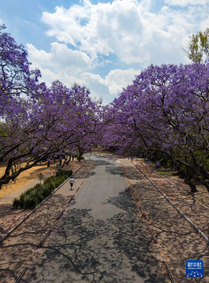 春日墨西哥城:蓝花楹盛开