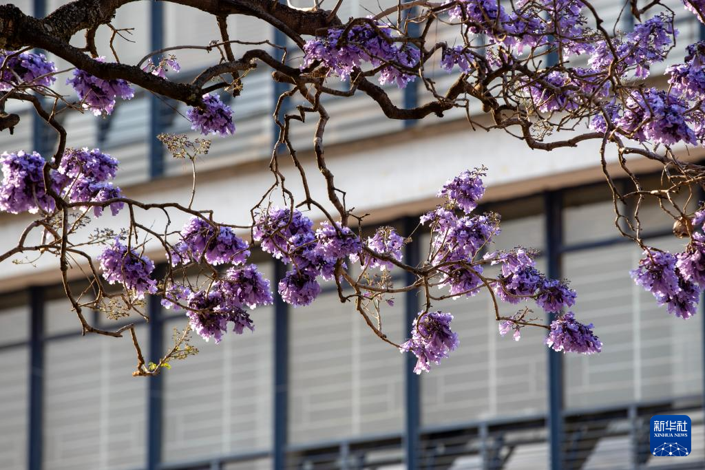 春日墨西哥城:蓝花楹盛开