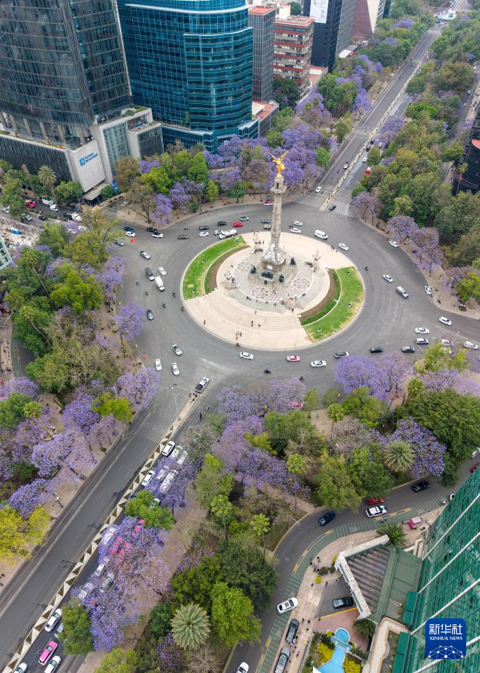 春日墨西哥城:蓝花楹盛开