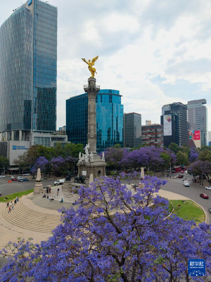 春日墨西哥城:蓝花楹盛开