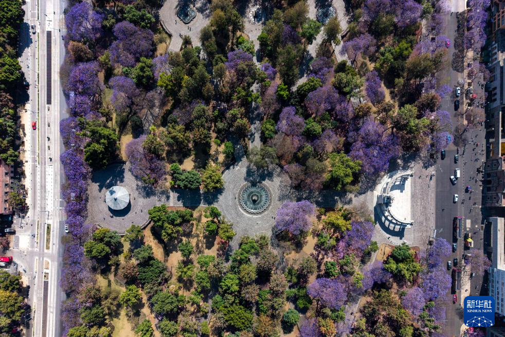 春日墨西哥城:蓝花楹盛开