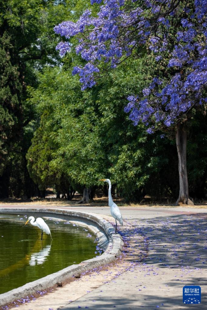 春日墨西哥城:蓝花楹盛开