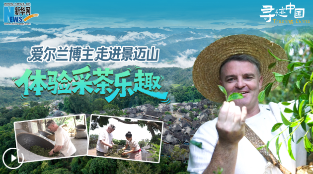 寻迹中国｜爱尔兰博主走进景迈山 体验采茶乐趣