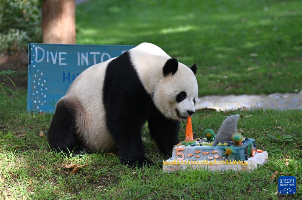 旅美大熊猫“宝力”迎来5岁生日
