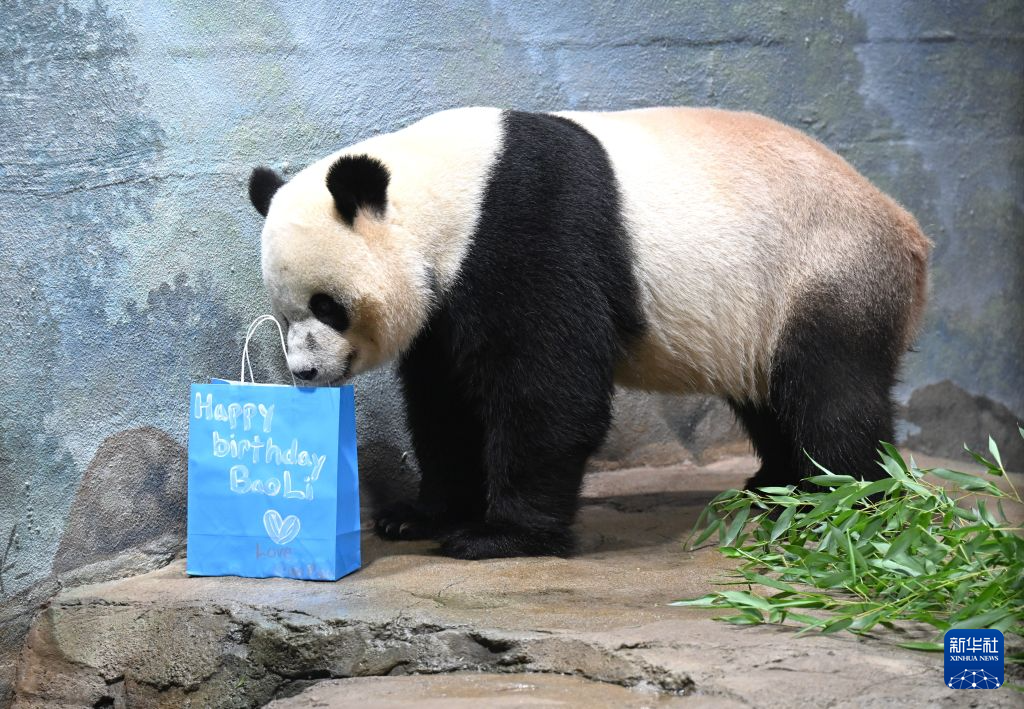 旅美大熊猫“宝力”迎来5岁生日