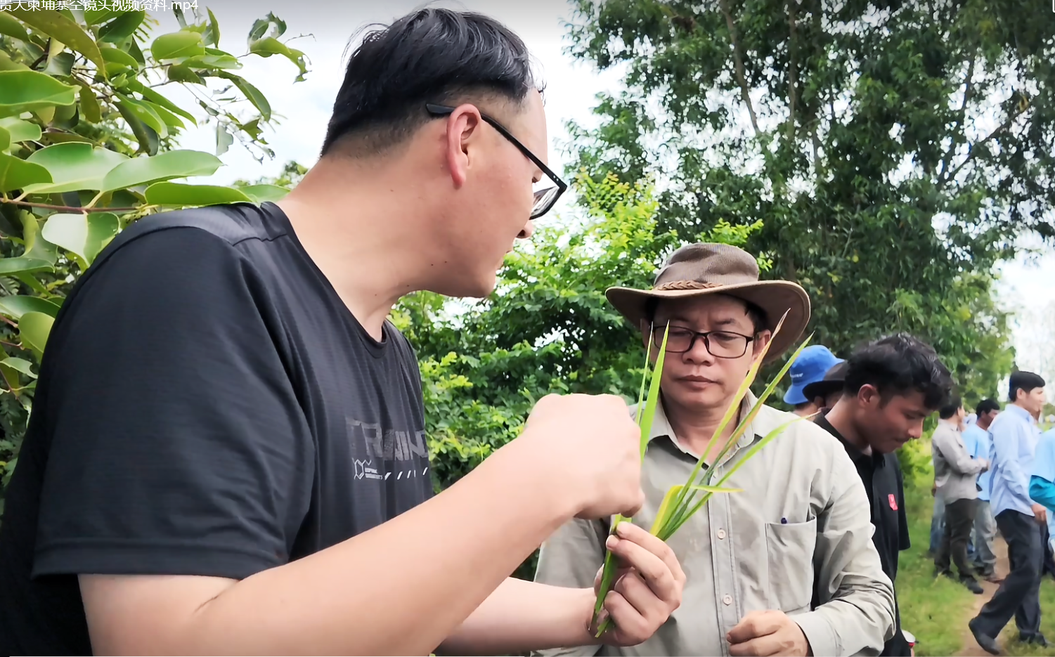 中国绿色农药首登柬埔寨:稻浪翻滚处,竖起“一带一路”的大拇指