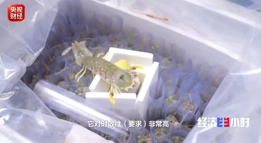 “中国购物车”越装越大!万亿级扫货清单惠及全球